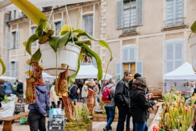 Agrandir l'image, fenêtre modale
