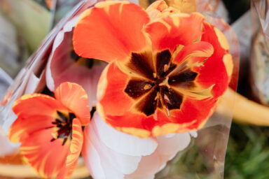 Agrandir l'image, fenêtre modale