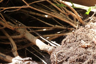 Agrandir l'image 75346 sur 6, fenêtre modale