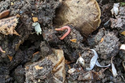 Agrandir l'image 75358 sur 3, fenêtre modale