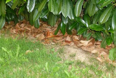 Agrandir l'image 85378 sur 3, fenêtre modale