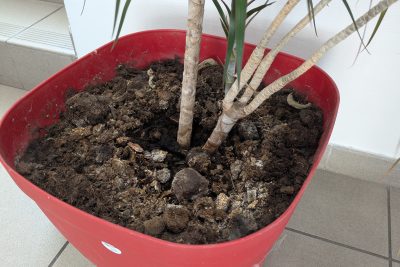 Agrandir l'image 85344 sur 6, fenêtre modale